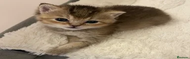 British Shorthair 3