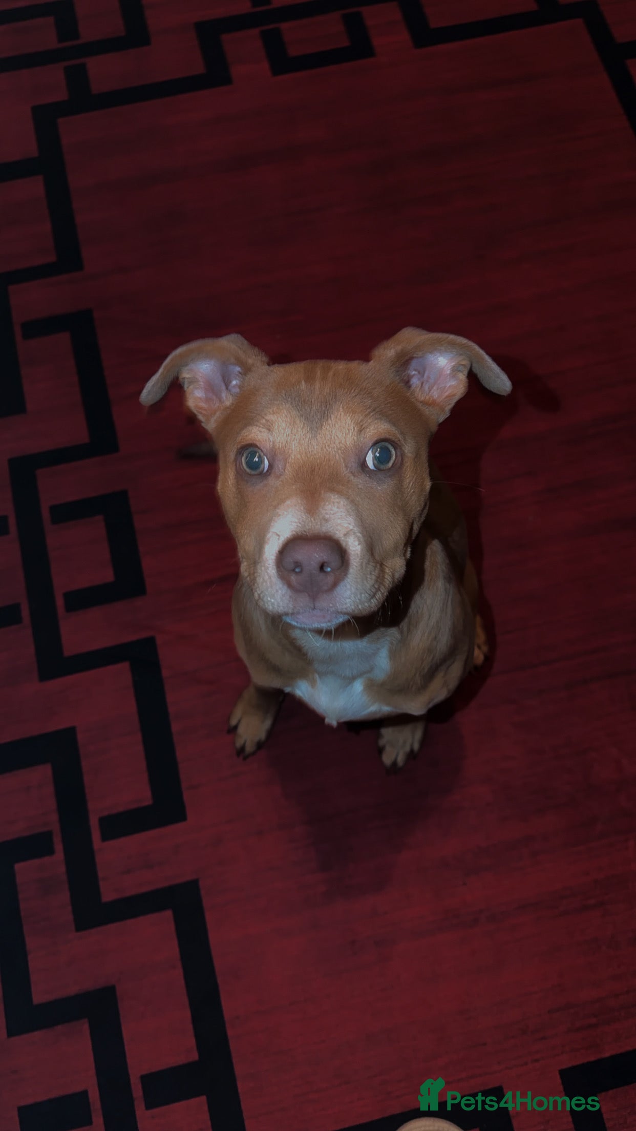 Staffordshire Bull Terrier dogs Staffy dog - Advert 1