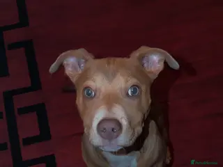 Staffordshire Bull Terrier dogs Staffy dog - Advert 1