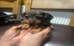 Dachshund dogs for sale: Our 7 Adorable Dachshund Puppies Ready for Homes - Image 19
