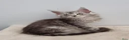 Maine Coon cats for sale: GCCF registered Pedigree Maine Coon Kittens - Advert 22