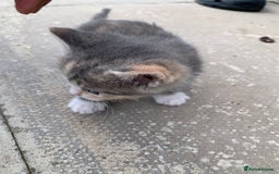Mixed Breed cats for sale: 3 Kittens & Mother for Sale - Image 6
