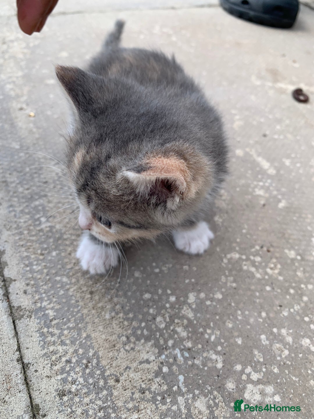 Mixed Breed cats for sale: 3 Kittens & Mother for Sale - Image 6
