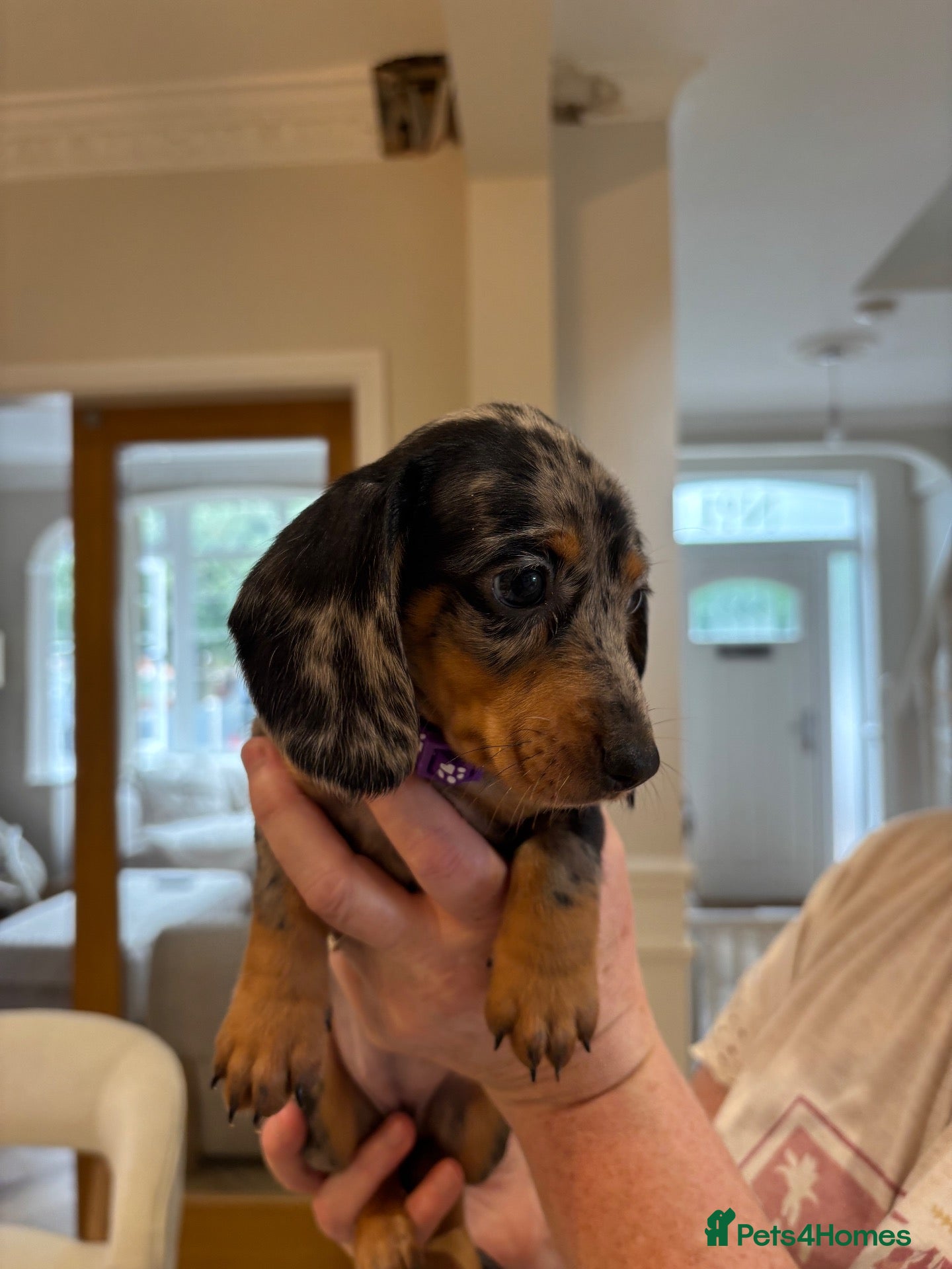 Miniature Dachshund dogs 2 left! Long hair/short hair miniature dachshund💖 - Advert 2