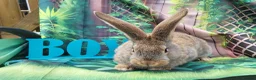 Continental Giant rabbits for sale: Continental giant rabbits  - Advert 4