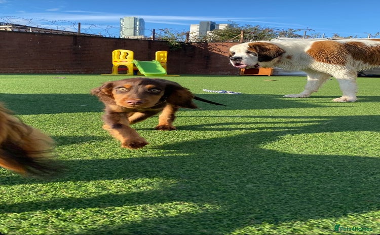 Cocker Spaniel dogs - Advert 1