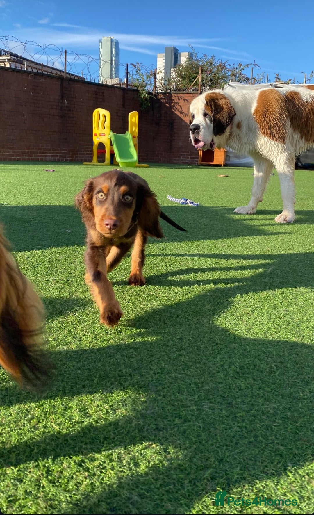 Cocker Spaniel dogs for sale: Re-homing our cocker spaniel puppy - Image 1