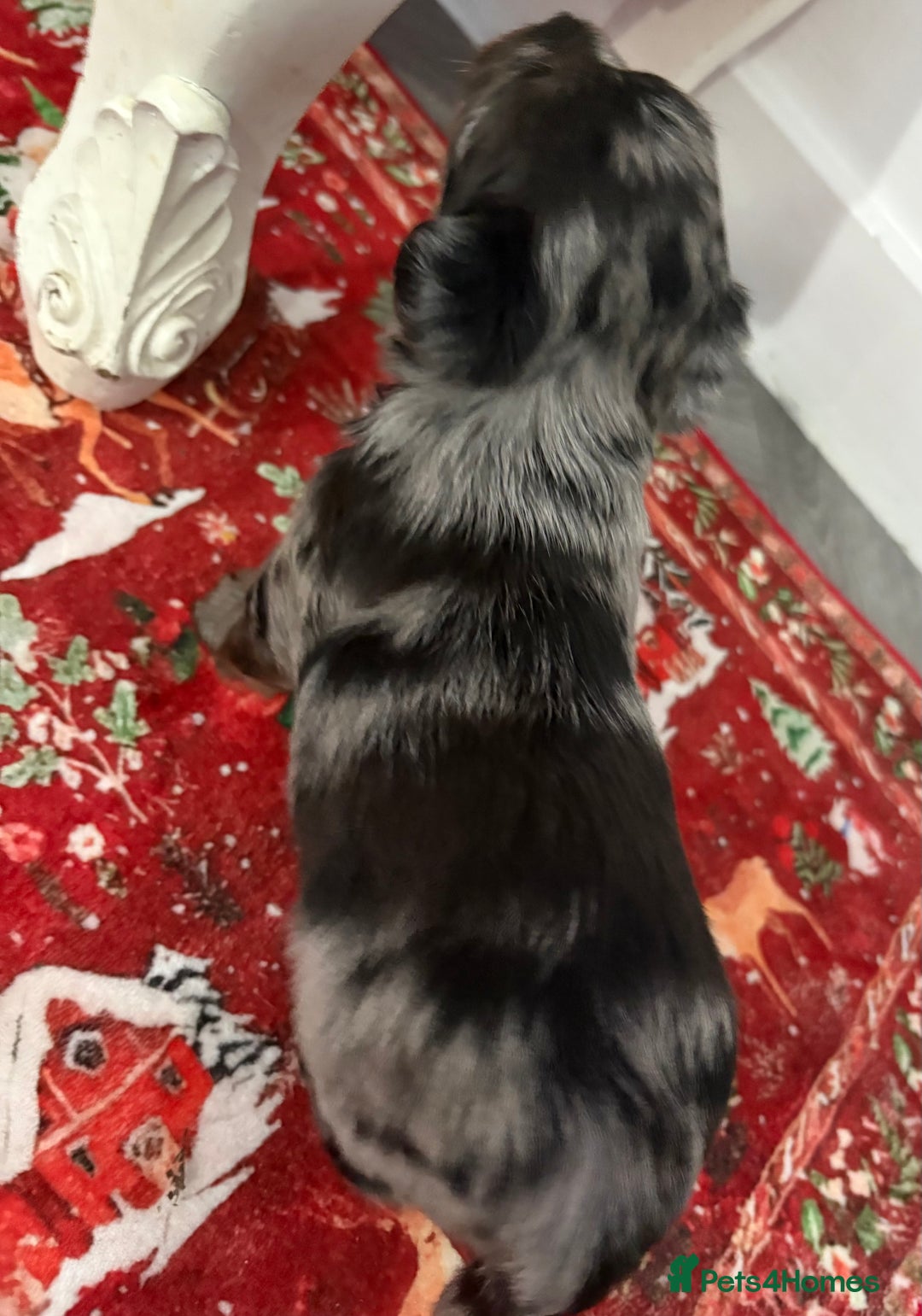 Yorkshire Terrier dogs for sale: Yorkshire terrier, terrier cross puppies - Advert 5