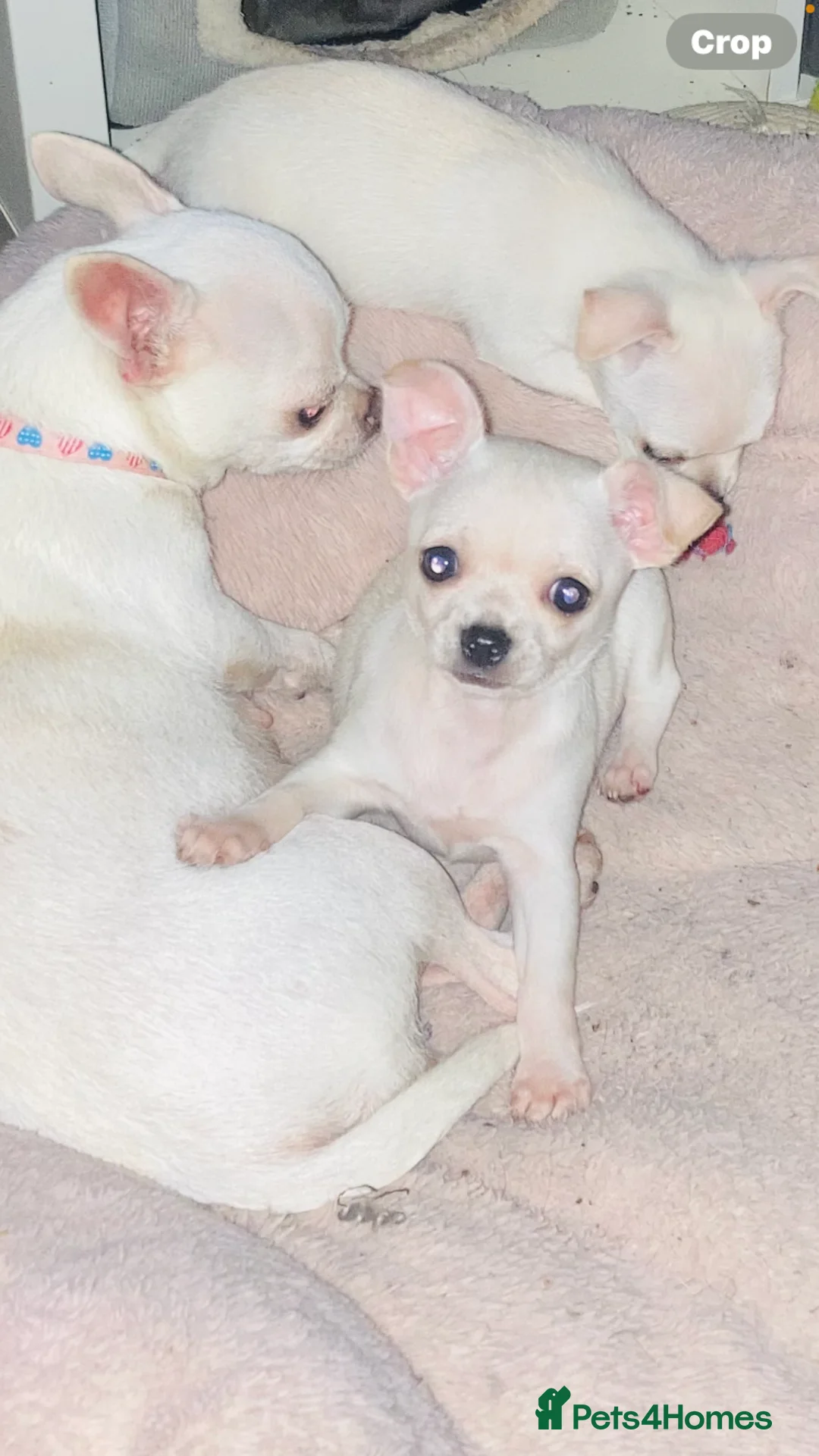 Chihuahua dogs for sale: Chihuahua  - Advert 5