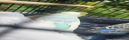 Budgerigars birds for sale: Baby budgies for sale  in Waltham Abbey - Advert 8