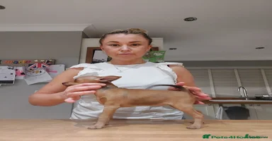 Miniature Pinscher dogs EXEMPLARY LADYLUCKPINS KC MIN PINS - Advert 2