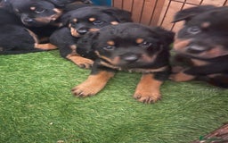 Rottweiler dogs for sale: Rotty/rottweiler puppies - Image 8