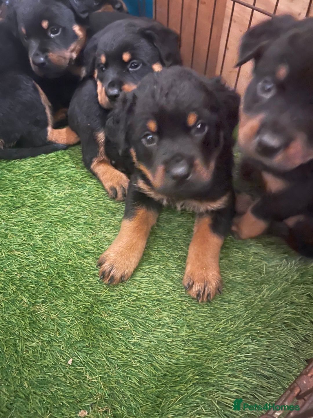 Rottweiler dogs for sale: Rotty/rottweiler puppies - Image 8