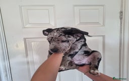 American Bully dogs for sale: David  - Image 23