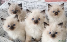 Ragdoll cats for sale: INDOOR FULL PEDIGREE RAGDOLL KITTENS - Image 1