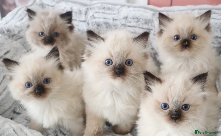 Ragdoll cats - Advert 3