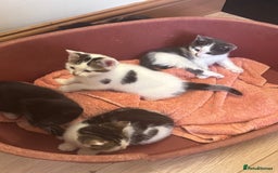 Mixed Breed cats for sale: Kittens seeking 5⭐️ forever homes - Image 14