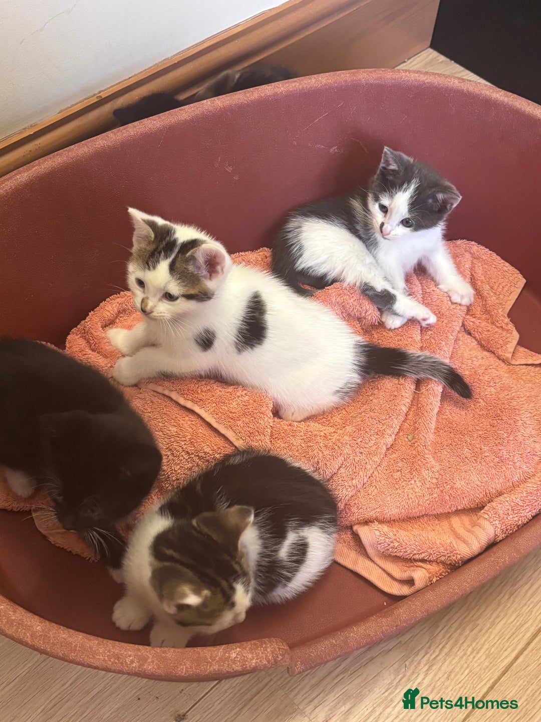 Mixed Breed cats for sale: Kittens seeking 5⭐️ forever homes - Image 14