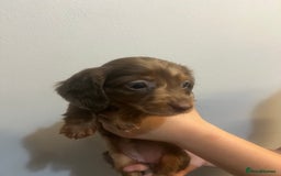 Miniature Dachshund dogs for sale: Gorgeous Miniature Dachshunds - Image 12