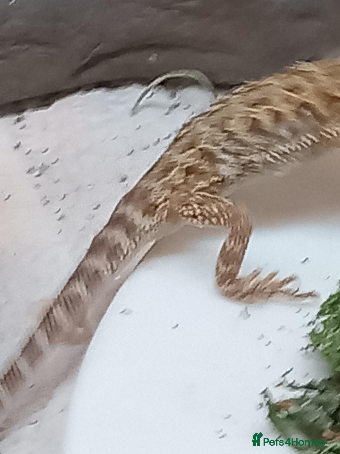 Bearded Dragon reptiles Beautiful baby  - Advert 2