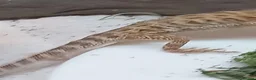Bearded Dragon reptiles for sale: Beautiful baby  - Advert 2