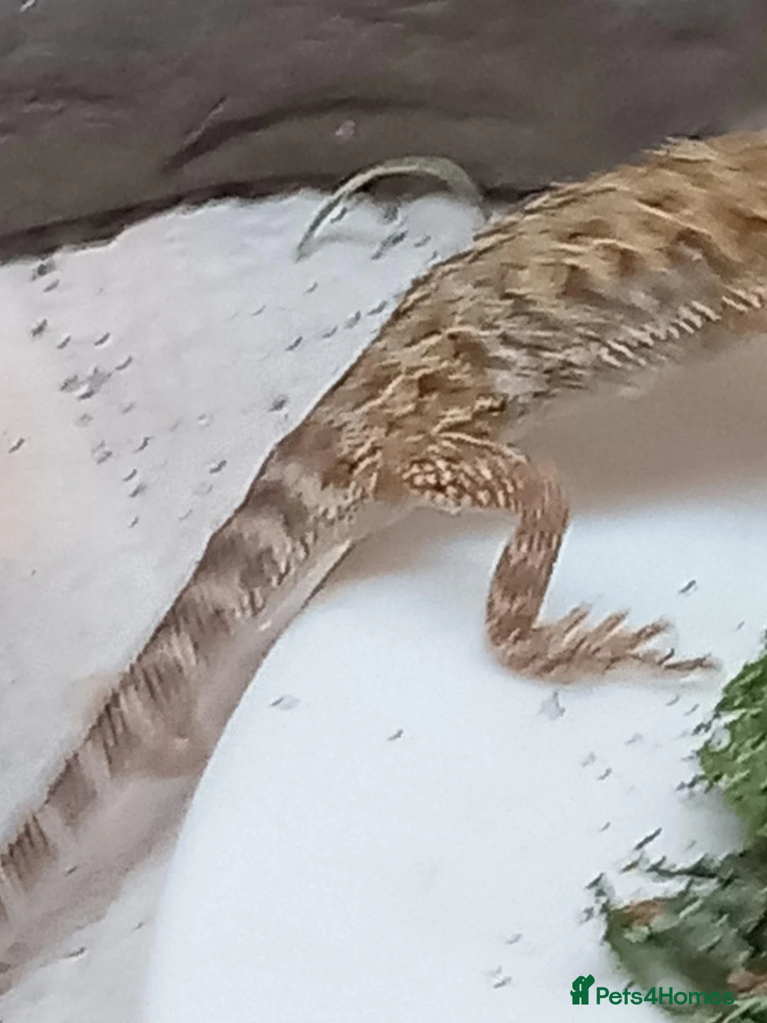 Bearded Dragon reptiles for sale: Beautiful baby  - Advert 2