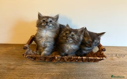 Maine Coon cats for sale: 🐾 Russian Maine Coon Kittens – TICA Registered 🐾 - Image 14