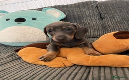 Miniature Dachshund dogs for sale: Stunning little puppies - Image 2