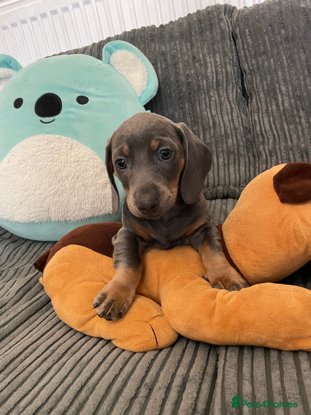 Miniature Dachshund dogs for sale: Stunning little puppies - Image 2