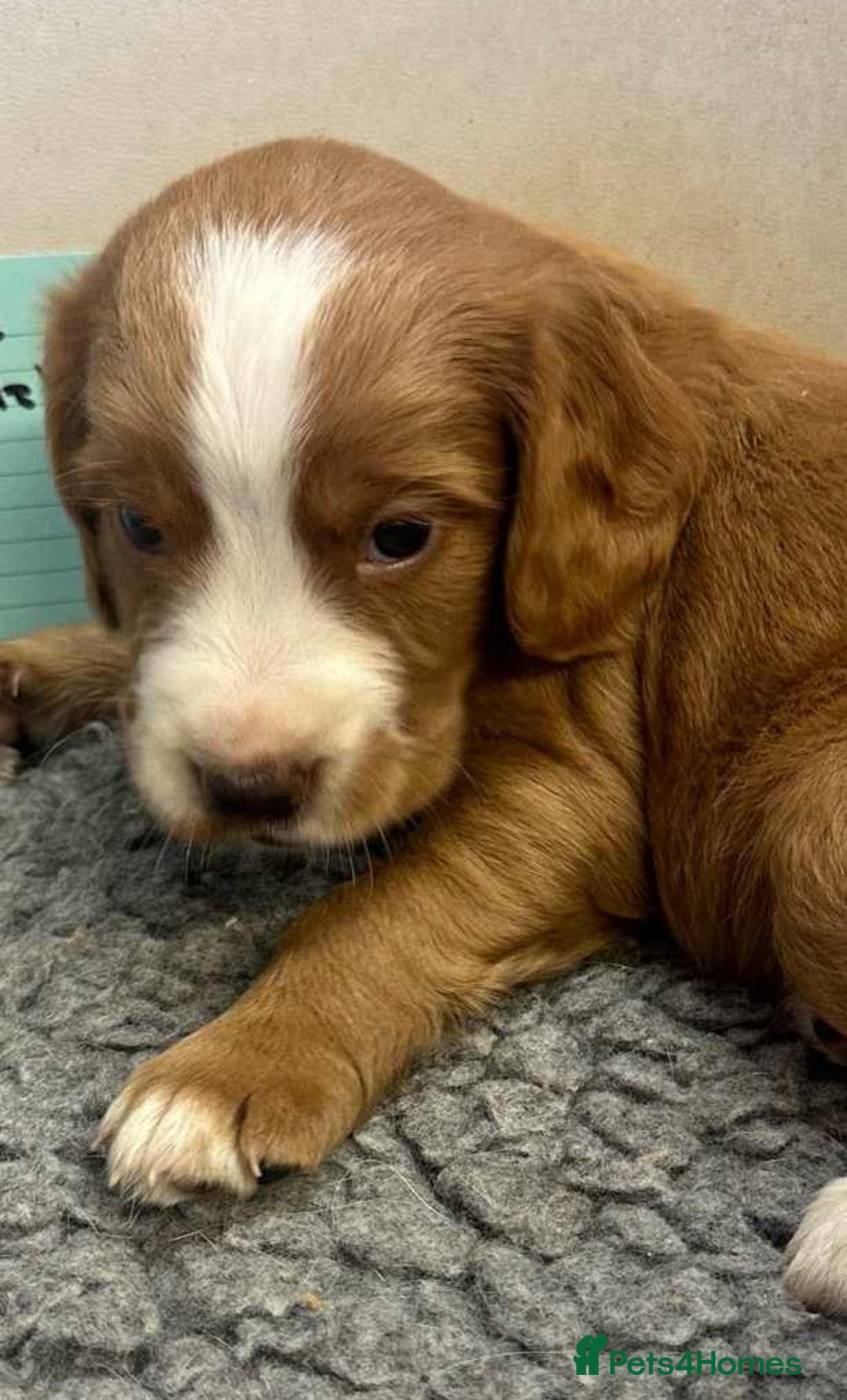 Cocker Spaniel dogs for sale: Cocker Spaniel puppies for sale - Advert 14