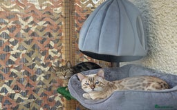 Bengal cats for stud: Proven Snow Bengal for studd in Southampton - Image 15
