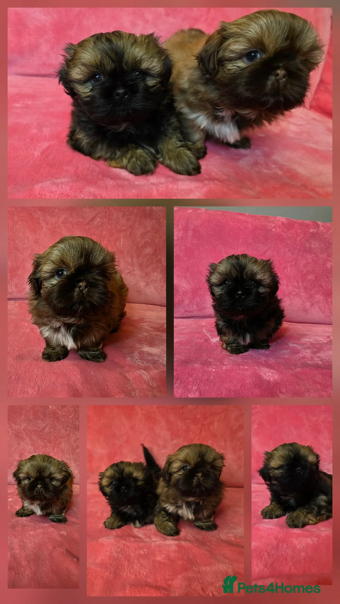 Shih Tzu dogs for sale: Two Beautiful Full Pedigree Shih Tzu Girls - Advert 1
