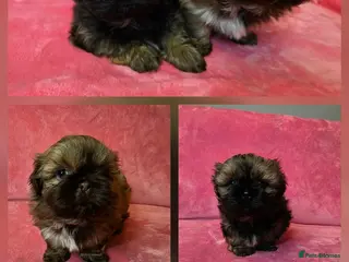 Shih Tzu dogs Two Beautiful Full Pedigree Shih Tzu Girls - Advert 1