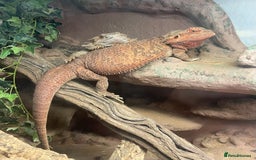 Bearded Dragon reptiles for sale: Baby Red Leatherback Bearded Dragons - Image 2