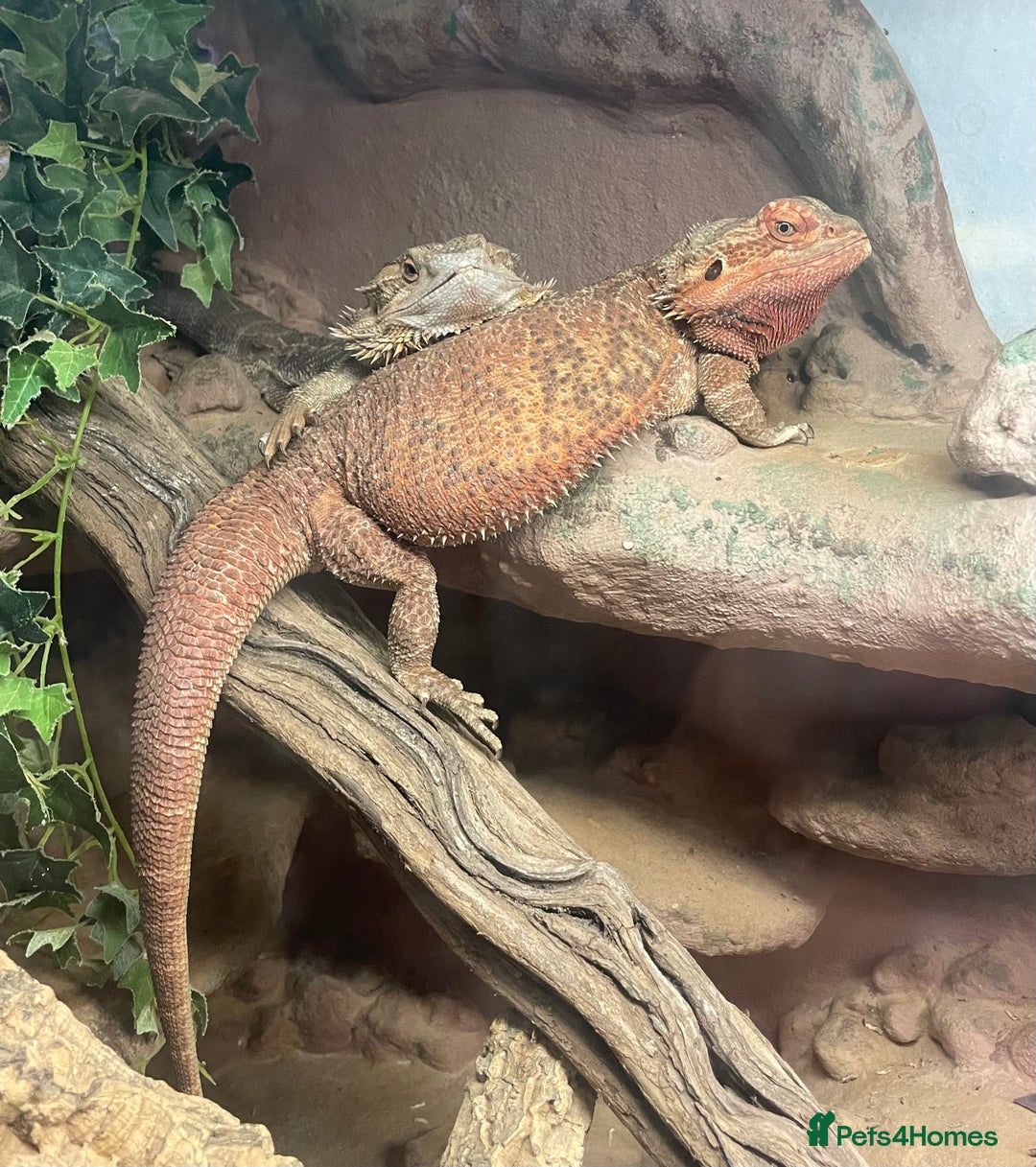 Bearded Dragon reptiles for sale: Baby Red Leatherback Bearded Dragons - Image 2