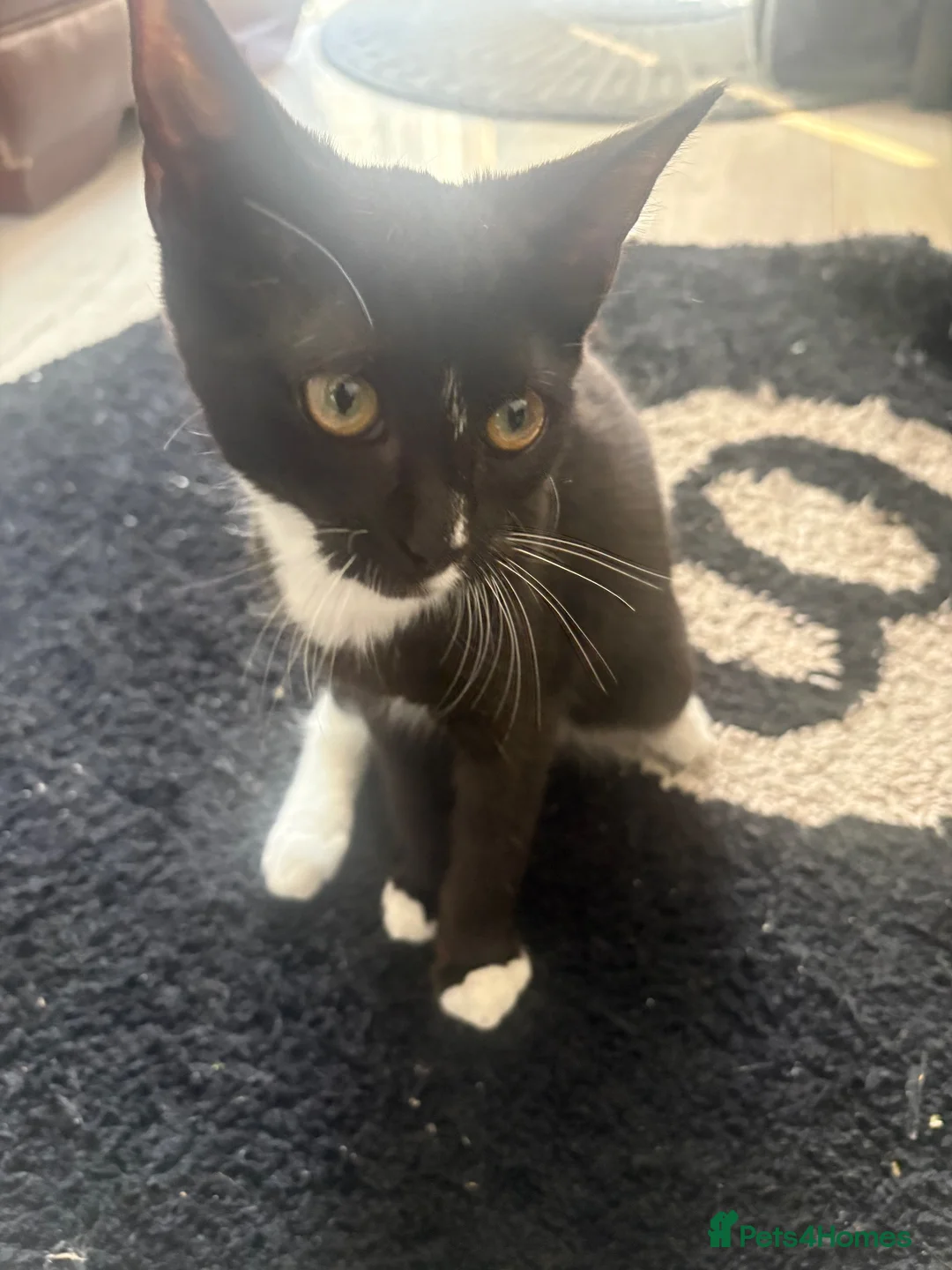 Mixed Breed cats for sale:     Adorable Black & White Tuxedo Kitten in Dartford - Advert 4