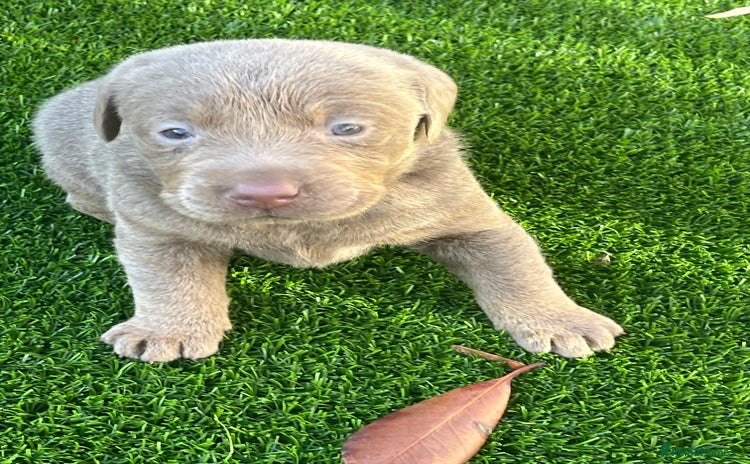Labrador Retriever dogs - Advert 2
