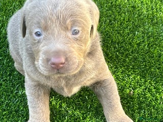Labrador Retriever dogs - Advert 6