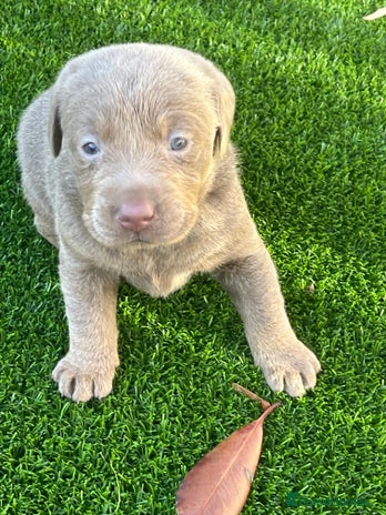 Labrador Retriever dogs - Advert 4