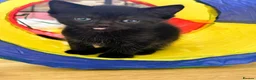 Persian cats for sale: Stunning Persian Chinchilla Kittens  - Advert 6