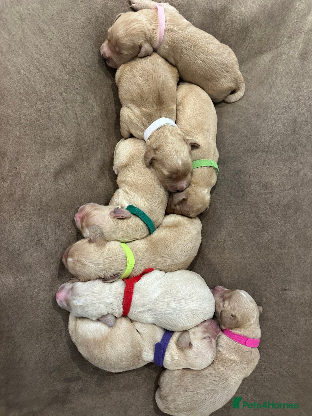 Mixed Breed dogs for sale: Golden Cocker Retriever Puppies  - Advert 1