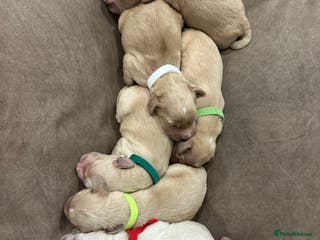 Mixed Breed dogs Golden Cocker Retriever Puppies - Advert 13