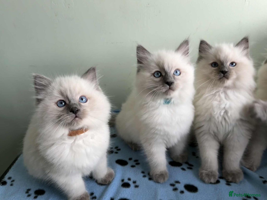 Ragdoll cats for sale: GCCF registered ragdoll kittens - Advert 3