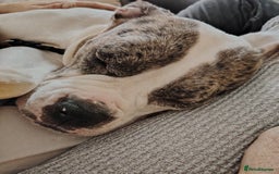 Alapaha Blue Blood Bulldog dogs for sale: IABBR. Health tested. Top lines.  - Advert 19