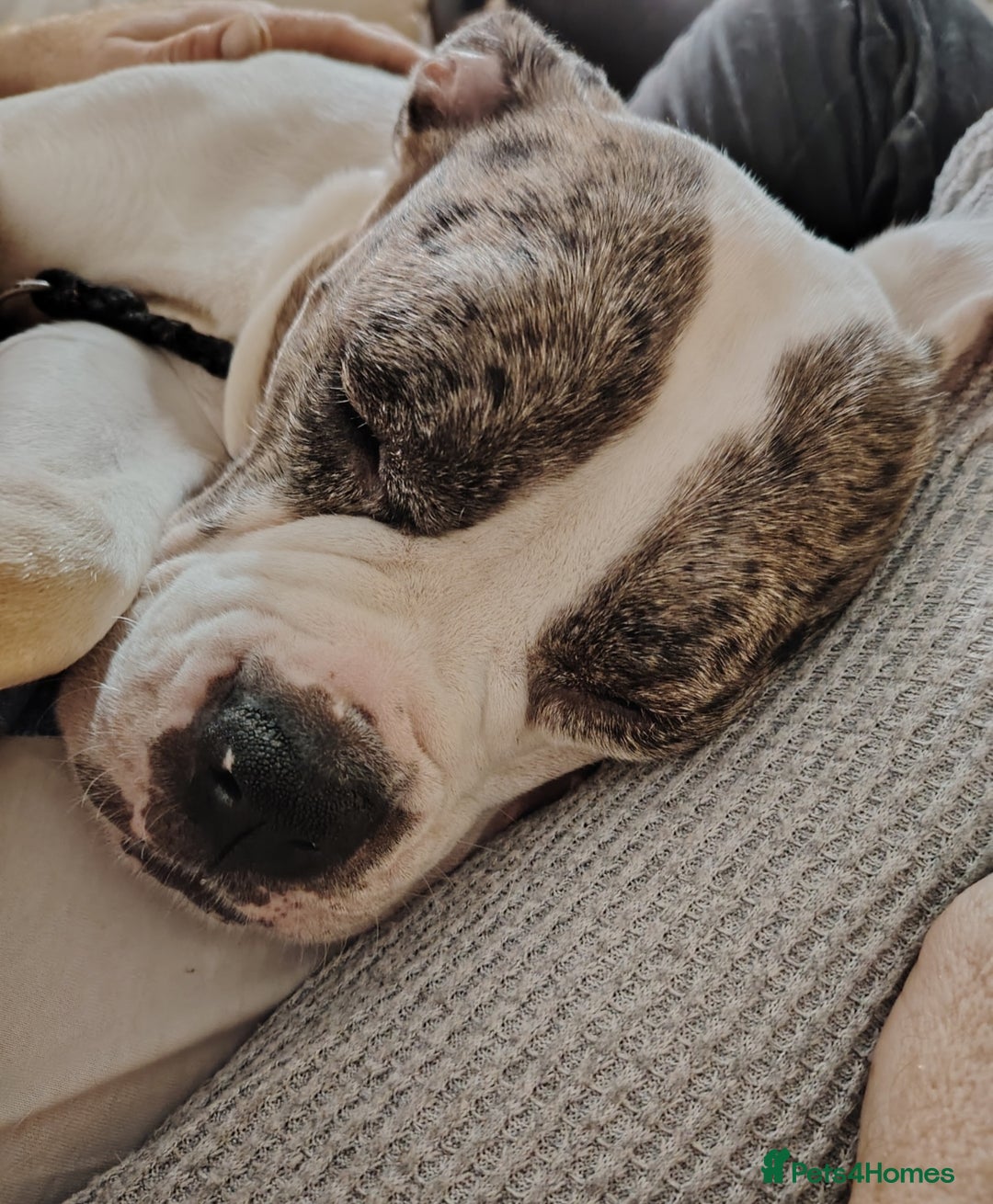 Alapaha Blue Blood Bulldog dogs for sale: IABBR. Health tested. Top lines.  - Advert 19