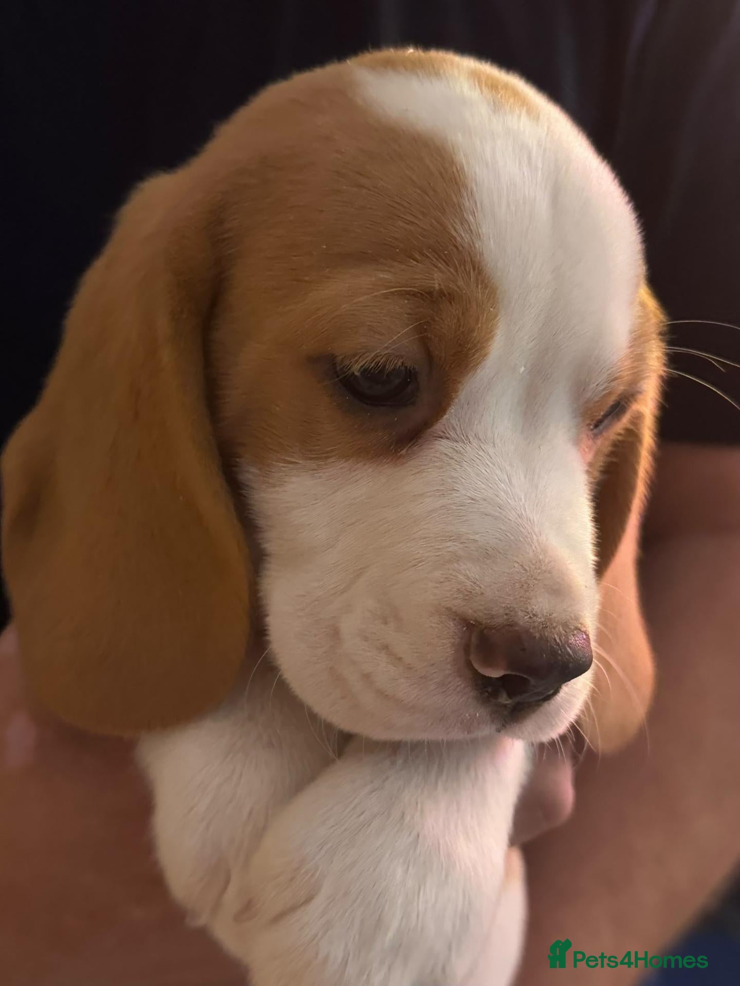 Beagle dogs KC REGISTERED MALE PUPPY - Advert 1