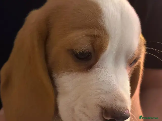 Beagle dogs for sale: KC REGISTERED MALE PUPPY - Advert 2