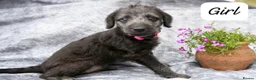 Bedlington Terrier dogs for sale: 3/4 Bedlington 1/4 Whippet - Advert 4