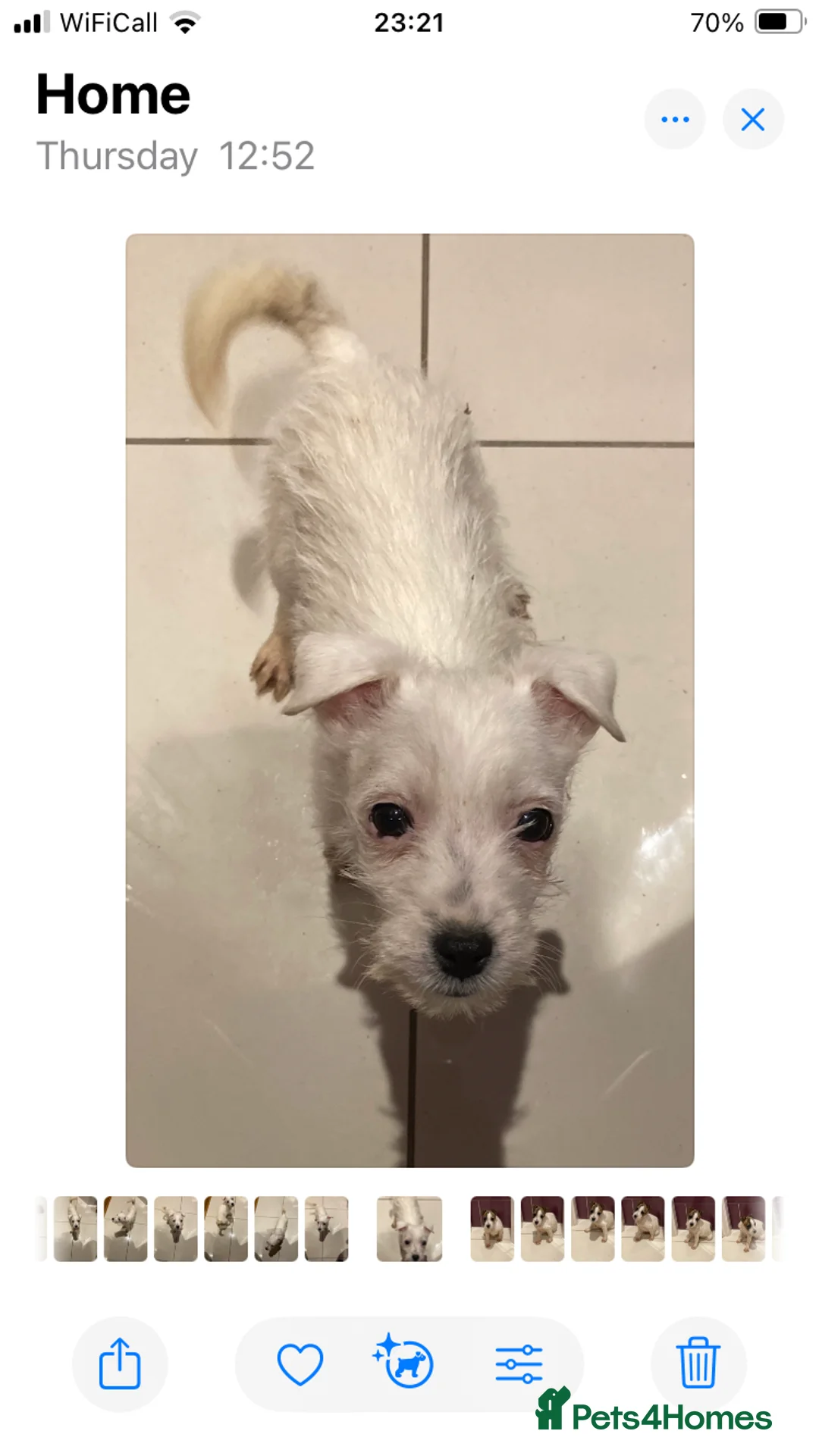 Jack Russell dogs for sale: 3 lovely Jack Russell puppies  - Advert 2