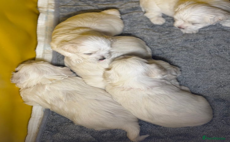 Maltese dogs - Advert 2